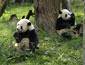 /images/Destination_image/Hong Kong/85x65/cute-pandas.jpg